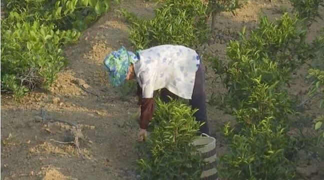 漳州詔安：走茶旅融合路子，做好富硒茶文章