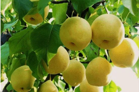一把真正的本山綠泥壺最低多少錢(qián)，什么價(jià)格能買(mǎi)到本山綠泥紫砂壺？