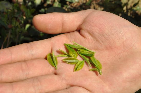 木魚石茶壺適合泡什么茶，木魚石泡啥茶好