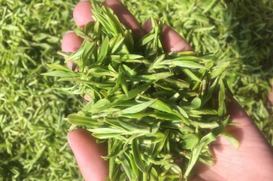 龍井好喝還是毛尖好喝，綠茶是龍井好還是毛尖好？