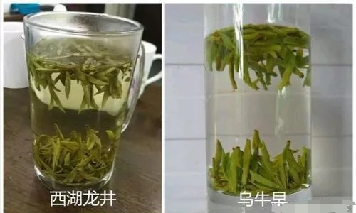 烏牛早和龍井的區(qū)別圖片，龍井43號和烏牛早茶的對比