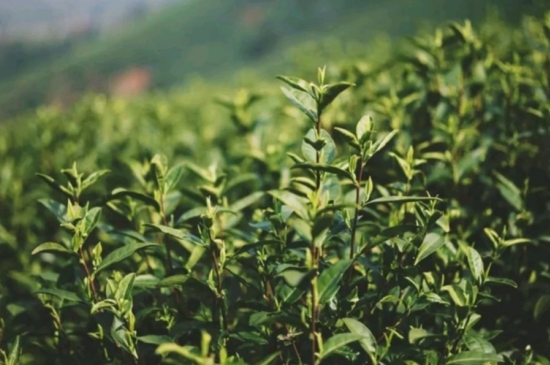 龍井是明前的好還是雨前的好，明前茶和雨前茶哪個(gè)好喝？
