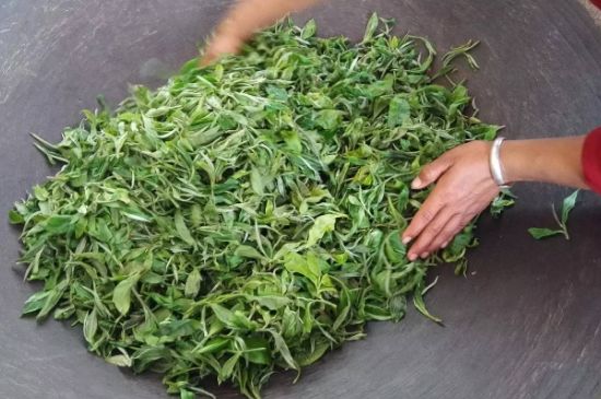 龍井茶炒茶葉怎么炒出好茶色，茶葉怎樣做出來最綠？