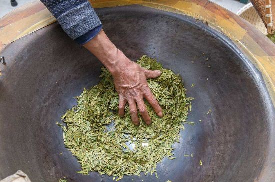 雀舌有一股青草味，雀舌為什么有青草味？