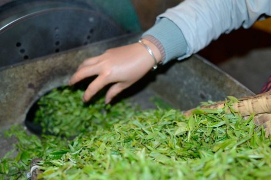 雀舌有一股青草味，雀舌為什么有青草味？