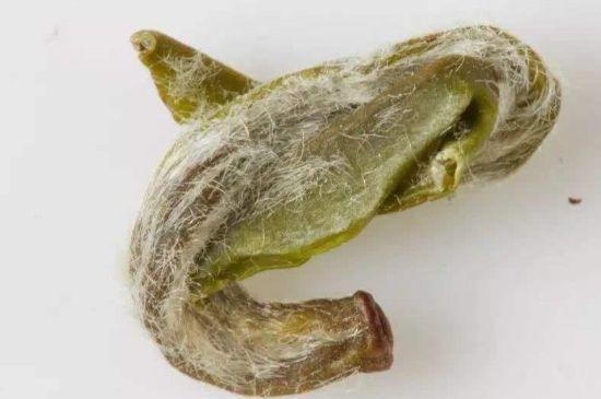 羊巖勾青是綠茶嗎，羊巖勾青茶屬于什么茶？