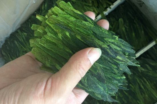 什么綠茶味道濃香，那個(gè)綠茶比較濃香？