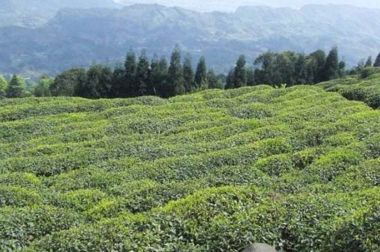 蒙頂山茶種類(lèi)，蒙頂山哪種茶好？