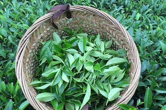 鴨屎香單叢雪片茶的特點，鳳凰雪片茶有什么特點？