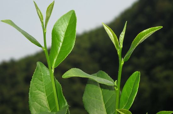 單樅茶什么季節(jié)最好喝，鳳凰單叢茶春茶好還是秋茶好？