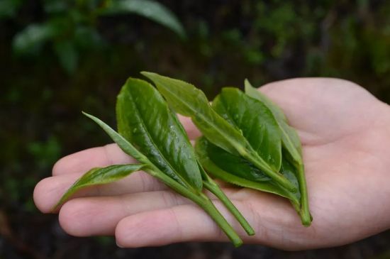 單樅茶什么季節(jié)最好喝，鳳凰單叢茶春茶好還是秋茶好？