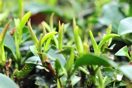 單樅茶什么季節(jié)最好喝，鳳凰單叢茶春茶好還是秋茶好？