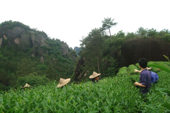 肉桂茶和大紅袍哪個貴，武夷山肉桂與大紅袍的價格比較