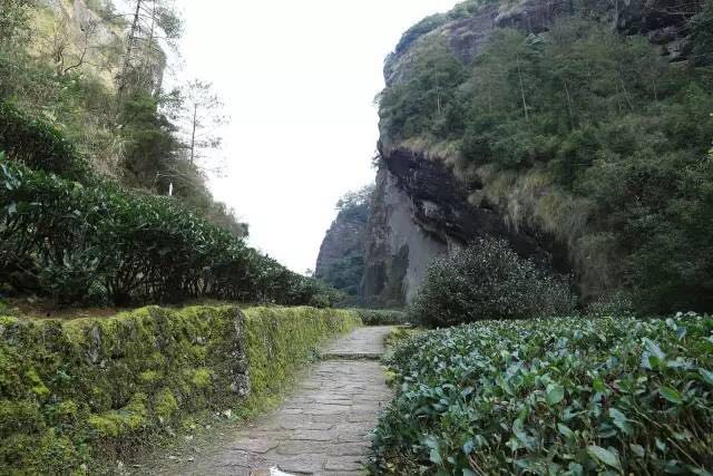 武夷山為什么盛產(chǎn)茶葉，武夷山茶為什么好喝？
