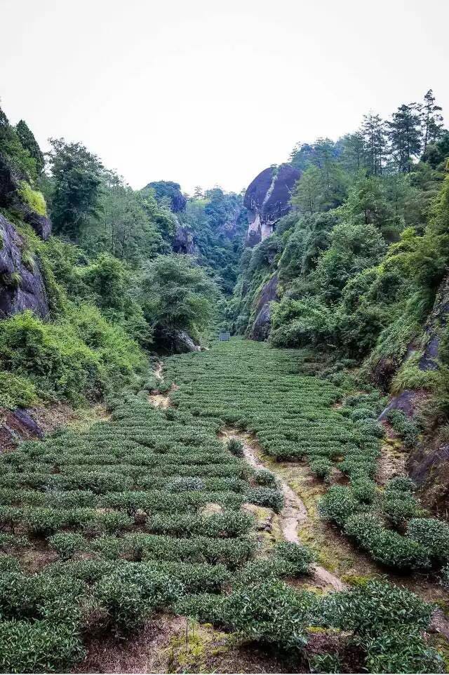 武夷山為什么盛產(chǎn)茶葉，武夷山茶為什么好喝？