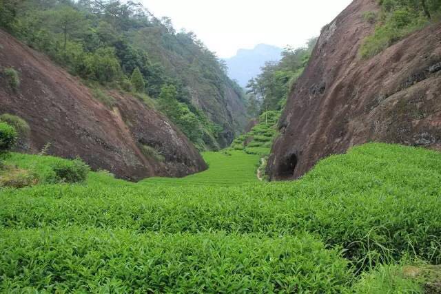 武夷山為什么盛產(chǎn)茶葉，武夷山茶為什么好喝？