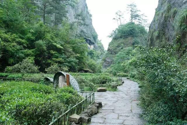 武夷山為什么盛產(chǎn)茶葉，武夷山茶為什么好喝？
