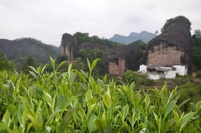 武夷山為什么盛產(chǎn)茶葉，武夷山茶為什么好喝？