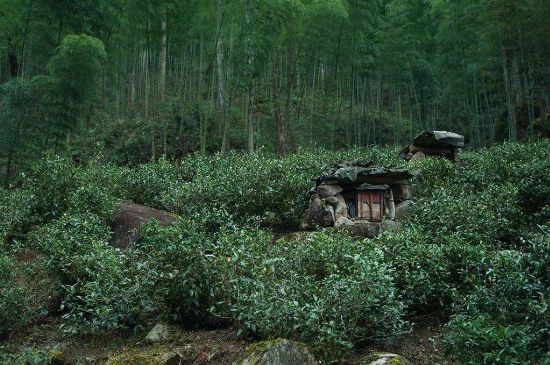 300塊錢的金駿眉能喝嗎，兩三百多金駿眉和一千多區(qū)別
