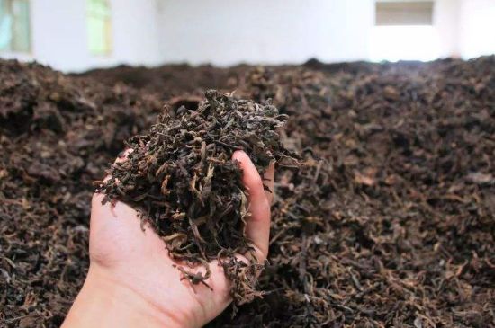 茯磚茶與普洱茶哪個好，茯茶和普洱茶口味區(qū)別