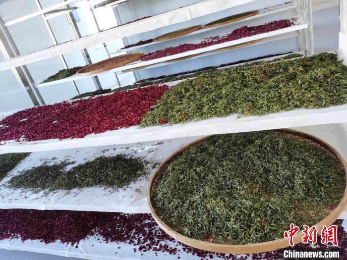 圖為王玲玲收購的各種山茶?！⊥貘Q遠(yuǎn) 攝