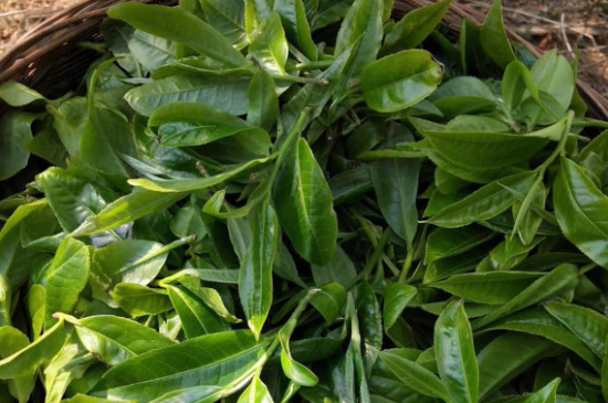 最耐泡的茶葉排名，什么茶葉經(jīng)久耐泡？