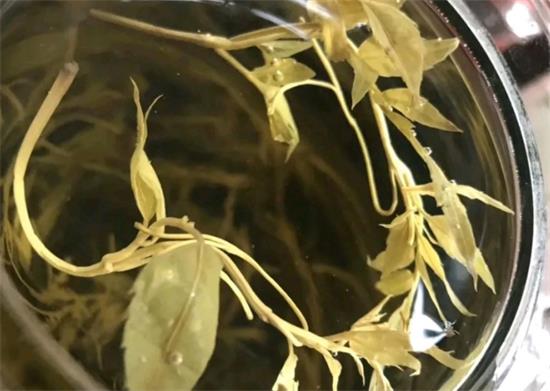 張家界茅巖莓茶與藤茶是同一種茶嗎，藤茶跟莓茶一不一樣？