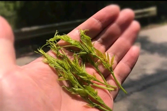 張家界茅巖莓茶與藤茶是同一種茶嗎，藤茶跟莓茶一不一樣？