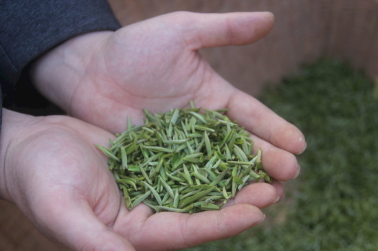 茶葉可以放冰箱嗎，茶需要放冰箱保存嗎
