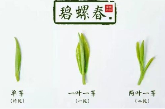 真假碧螺春泡水后區(qū)別，蘇州洞庭碧螺春怎樣鑒別好壞？