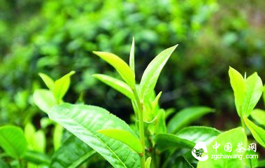 十六大產(chǎn)茶山的普洱茶特點