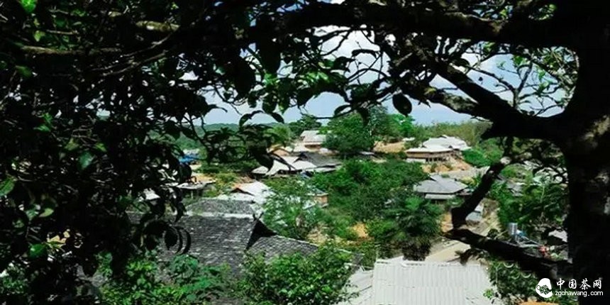 滇南2015年春茶市場溫和回落，老班章鮮葉價格誰說了算？