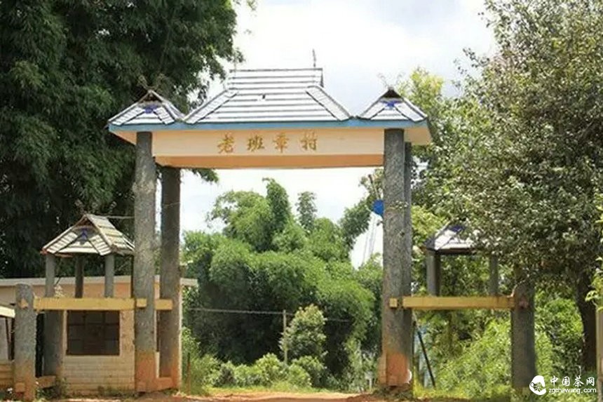 滇南2015年春茶市場溫和回落，老班章鮮葉價格誰說了算？