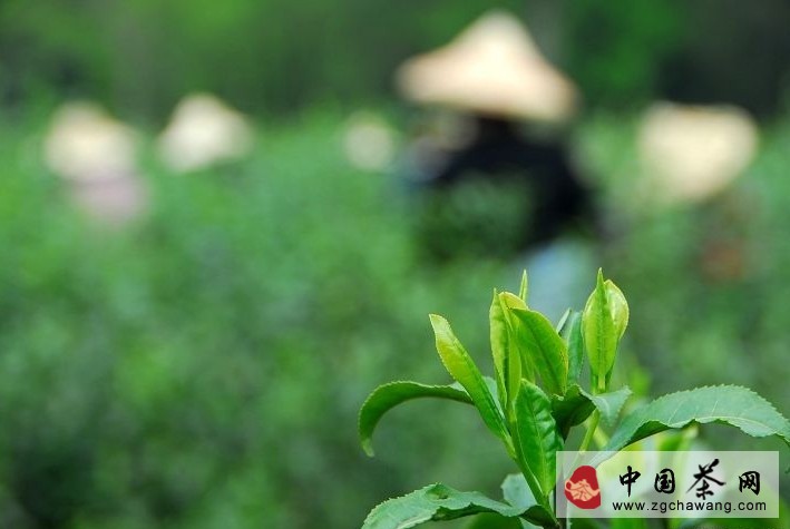 小刀讀報(bào)：西湖龍井可以認(rèn)養(yǎng) 武夷巖茶仿制之殤