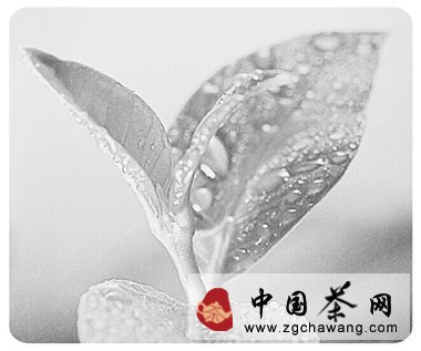 信陽毛尖“小渾淡”標(biāo)準(zhǔn)遭遇多家茶企聯(lián)名抵制  呼吁應(yīng)回歸傳統(tǒng)