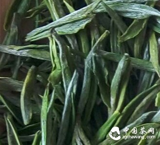 圖文解析如何辨識(shí)安吉白茶優(yōu)劣？