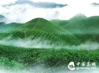 春茶，喚醒你的活力！